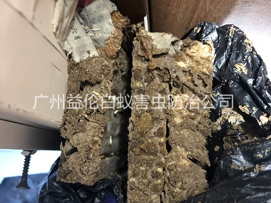 蚌湖白蚁巢防治工程