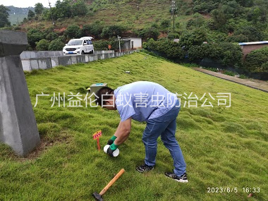 同和水利工程红火蚁防治