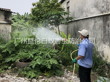 金沙洲社区消灭蚊子工程